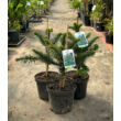 Kép 4/5 - Araucaria araucana - Chilei araukária - képek rendelés vásárlás a Megyeri Szabolcs Kertészeti webáruházban.