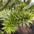 Kép 4/6 - Araucaria araucana - Chilei araukária