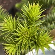Kép 1/6 - Araucaria araucana - Chilei araukária