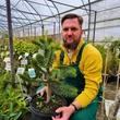 Kép 4/6 - Araucaria araucana - Chilei araukária