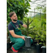 Kép 2/5 - Araucaria araucana - Chilei araukária - képek rendelés vásárlás a Megyeri Szabolcs Kertészeti webáruházban.