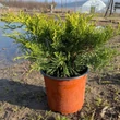 Kép 1/2 - Juniperus chinensis 'Armstrong Gold' – Kínai boróka