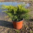 Kép 2/2 - Juniperus chinensis 'Armstrong Gold' – Kínai boróka