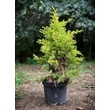 Kép 2/4 - Juniperus chinensis 'Eldorado' – Kínai boróka - képek rendelés vásárlás a Megyeri Szabolcs Kertészeti webáruházban.