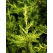 Kép 1/4 - Juniperus chinensis 'Eldorado' – Kínai boróka