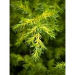 Kép 3/4 - Juniperus chinensis 'Eldorado' – Kínai boróka - képek rendelés vásárlás a Megyeri Szabolcs Kertészeti webáruházban.