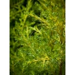 Kép 4/4 - Juniperus chinensis 'Eldorado' – Kínai boróka - képek rendelés vásárlás a Megyeri Szabolcs Kertészeti webáruházban.