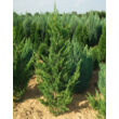 Kép 1/5 - Juniperus chinensis 'Keteleeri' - Keskeny kínai jegenyeboróka