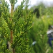 Kép 3/5 - Juniperus chinensis 'Keteleeri' - Keskeny kínai jegenyeboróka