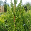 Kép 4/5 - Juniperus chinensis 'Keteleeri' - Keskeny kínai jegenyeboróka