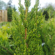 Kép 4/5 - Juniperus chinensis 'Keteleeri' - Keskeny kínai jegenyeboróka
