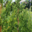 Kép 5/5 - Juniperus chinensis 'Keteleeri' - Keskeny kínai jegenyeboróka