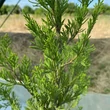 Kép 1/5 - Juniperus chinensis 'Misi' – Kínai boróka