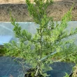 Kép 2/5 - Juniperus chinensis 'Misi' – Kínai boróka