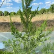 Kép 5/5 - Juniperus chinensis 'Misi' – Kínai boróka