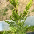 Kép 3/5 - Juniperus chinensis 'Misi' – Kínai boróka