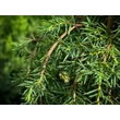 Kép 3/3 - Juniperus communis 'Horstmann' – Közönséges boróka - képek rendelés vásárlás a Megyeri Szabolcs Kertészeti webáruházban.