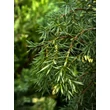 Kép 1/3 - Juniperus communis 'Horstmann' – Közönséges boróka