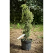 Kép 2/3 - Juniperus communis 'Horstmann' – Közönséges boróka - képek rendelés vásárlás a Megyeri Szabolcs Kertészeti webáruházban.