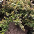 Kép 1/3 - Juniperus conifera – Boróka