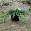Kép 2/2 - Juniperus horizontalis 'Blue Acres' – Kék terülő boróka, henye boróka