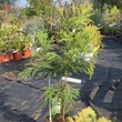 Kép 2/3 - Cryptomeria japonica 'Hungarian Gold' – Japán ciprus