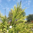 Kép 1/3 - Cryptomeria japonica 'Hungarian Gold' – Japán ciprus