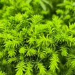 Kép 2/4 - Cryptomeria japonica 'Vilmoriniana' – Japán ciprus (szugifenyő)