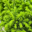 Kép 4/4 - Cryptomeria japonica 'Vilmoriniana' – Japán ciprus (szugifenyő)