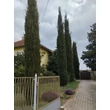 Kép 1/4 - Cupressus sempervirens 'D'artagnan' – Európai ciprus
