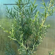 Kép 3/3 - Cupressus arizonica 'Glauca Fastigiata' – Oszlopos, kék arizóniai ciprus