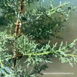 Kép 4/5 - Cupressus arizonica 'Glauca' – Kék arizóniai ciprus