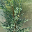 Kép 3/5 - Cupressus arizonica 'Glauca' – Kék arizóniai ciprus