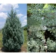 Kép 1/5 - Cupressus arizonica 'Glauca' – Kék arizóniai ciprus