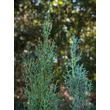 Kép 2/3 - Cupressus sempervirens 'Green King' – Európai ciprus- képek rendelés vásárlás a Megyeri Szabolcs Kertészeti webáruházban.
