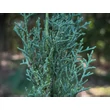 Kép 3/3 - Cupressus sempervirens 'Green King' – Európai ciprus- képek rendelés vásárlás a Megyeri Szabolcs Kertészeti webáruházban.