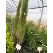 Kép 2/3 - Cupressus sempervirens 'Odenburg' – Európai ciprus
