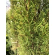 Kép 3/3 - Cupressus sempervirens 'Odenburg' – Európai ciprus