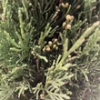 Kép 4/5 - Cupressus sempervirens 'Totem' – Európai ciprus