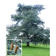 Kép 1/4 - Cedrus atlantica (syn.: Cedrus libani subsp. atlantica, Cedrus libani) 'Glauca' - Kék atlasz cédrus