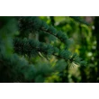 Kép 2/4 - Cedrus atlantica (syn.: Cedrus libani subsp. atlantica, Cedrus libani) 'Glauca' - Kék atlasz cédrus