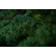 Kép 3/4 - Cedrus atlantica (syn.: Cedrus libani subsp. atlantica, Cedrus libani) 'Glauca' - Kék atlasz cédrus