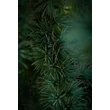 Kép 4/4 - Cedrus atlantica (syn.: Cedrus libani subsp. atlantica, Cedrus libani) 'Glauca' - Kék atlasz cédrus