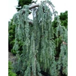 Kép 1/2 - Cedrus atlantica (syn.: Cedrus libani subsp. atlantica, Cedrus libani) 'Glauca Pendula' – Csüngő kék atlasz cédrus