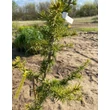 Kép 3/3 - Cedrus deodara 'Fastigiata' – Oszlopos himalájai cédrus