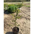 Kép 2/3 - Cedrus deodara 'Fastigiata' – Oszlopos himalájai cédrus