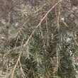 Kép 2/2 - Cedrus deodara 'Pendula' – Csüngő himalájai cédrus