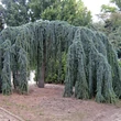 Kép 2/2 - Cedrus atlantica (syn.: Cedrus libani subsp. atlantica, Cedrus libani) 'Glauca Pendula' – Csüngő kék atlasz cédrus