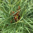 Kép 2/3 - Pinus sylvestris – Erdeifenyő
