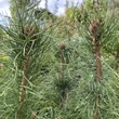 Kép 3/3 - Pinus sylvestris – Erdeifenyő